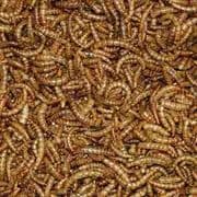 BULK ORDERS of 100 Boxes Dried Mealworms 12.55kg (VAT EXEMPT!!!) FREE POSTAGE IN MAINLAND UK