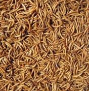 Dried Mealworms 12.55kg