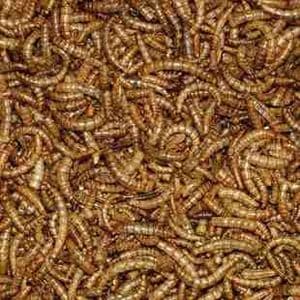 Dried Mealworms 2kg